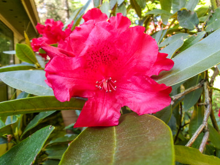 Pacific rhododendron (Rhododendron macrophyllum) is a large-leaved species of Rhododendron native to the Pacific Coast of North America. It is the state flower of Washington.の写真素材