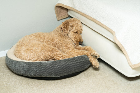 A charming dog is nestled in a gray dog bed next to a bed, enjoying a peaceful slumber.の写真素材