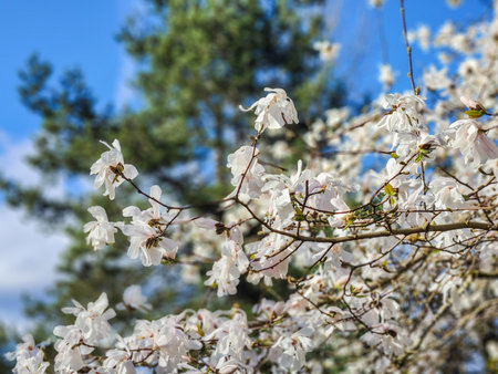 Star magnolia (Magnolia  stellata) is a slow-growing shrub or small tree native to Japan. It bears large, showy white or pink flowers in early spring, before its leaves open.の写真素材