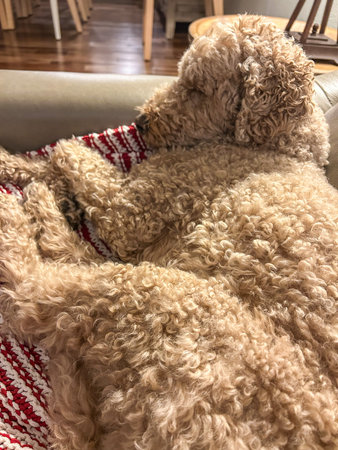 Australian Labradoodle is a mix between the Labrador Retriever, Poodle and Cocker Spaniel.の写真素材