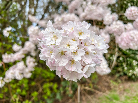 Japanese cherry (Prunus serrulata) is a species of cherry native to Japan, Korea and China and is used for its spring cherry blossom displays and festivals.の写真素材