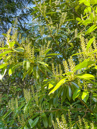 Cherry laurel (Prunus laurocerasus) is an evergreen species of cherry (Prunus), native to regions bordering the Black Sea in southwestern Asia and southeastern Europe.の写真素材