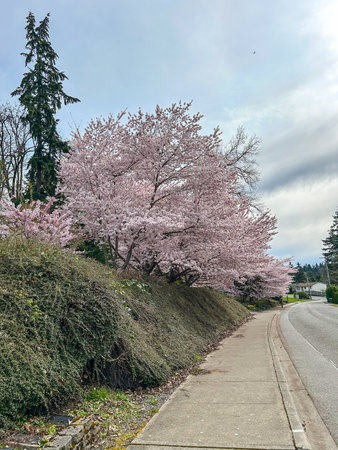Japanese cherry (Prunus serrulata) is a species of cherry native to Japan, Korea and China and is used for its spring cherry blossom displays and festivals.の写真素材