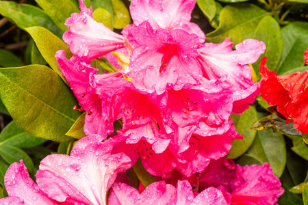 A close-up of vibrant pink Rhododendron (Rhododendron sp.) flowers covered in delicate water droplets, surrounded by lush green leaves.の写真素材