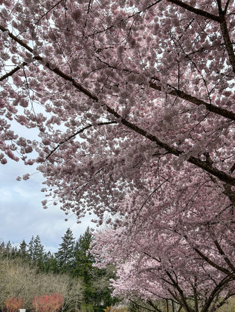 Japanese cherry (Prunus serrulata) is a species of cherry native to Japan, Korea and China and is used for its spring cherry blossom displays and festivals.の写真素材