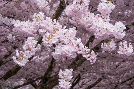 Japanese cherry (Prunus serrulata) is a species of cherry native to Japan, Korea and China and is used for its spring cherry blossom displays and festivals.の写真素材