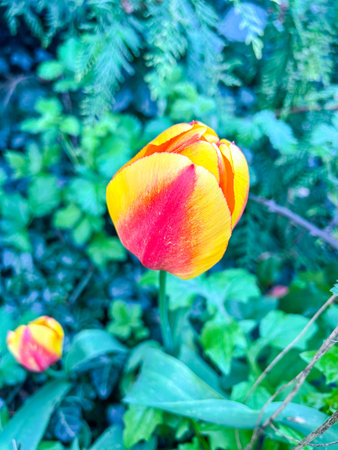 Tulips (Tulipa) are a genus of spring-blooming perennial herbaceous bulbiferous geophytes (having bulbs as storage organs). The flowers are usually large, showy and brightly colored, generally red, pink, yellow, or white (usually in warm colors)の写真素材