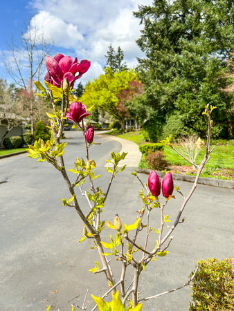 Genie Magnolia is small, pyramidal tree is the perfect way to bring dramatic spring blooms into a small garden. Stunning, deep maroon-purple, lightly fragrant flowers open on bare branches in early spring, holding, as the green leaves emerge, until early summer. Blooming repeats in late summer.の写真素材