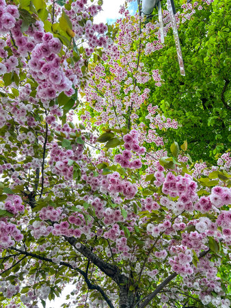 Japanese cherry (Prunus serrulata) is a species of cherry native to Japan, Korea and China and is used for its spring cherry blossom displays and festivals.の写真素材