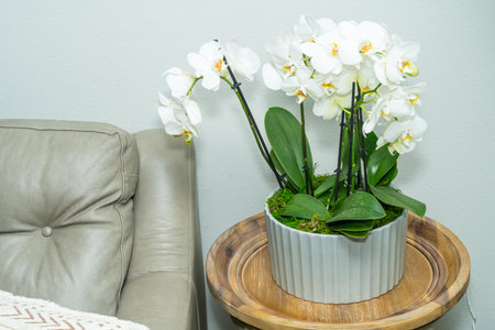 Elegant arrangement of white moth orchids (Phalaenopsis) in a decorative pot on a wooden table, beside a plush leather sofa.  A touch of floral sophistication for any interior.の写真素材