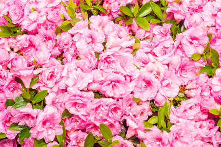 A vibrant close-up of pink Azalea (Rhododendron) flowers, covered in tiny dewdrops, creating a fresh, delicate scene.の写真素材