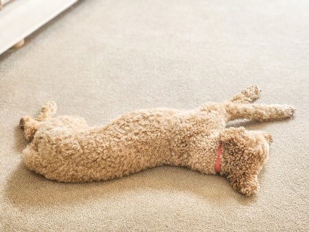 Australian Labradoodle is a mix between the Labrador Retriever, Poodle and Cocker Spaniel.の写真素材