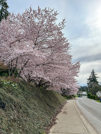 Japanese cherry (Prunus serrulata) is a species of cherry native to Japan, Korea and China and is used for its spring cherry blossom displays and festivals.の写真素材