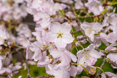 Japanese cherry (Prunus serrulata) is a species of cherry native to Japan, Korea and China and is used for its spring cherry blossom displays and festivals.の写真素材