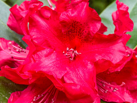 Pacific rhododendron (Rhododendron macrophyllum) is a large-leaved species of Rhododendron native to the Pacific Coast of North America. It is the state flower of Washington.の写真素材