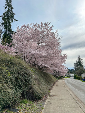Japanese cherry (Prunus serrulata) is a species of cherry native to Japan, Korea and China and is used for its spring cherry blossom displays and festivals.の写真素材