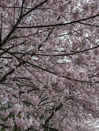 Japanese cherry (Prunus serrulata) is a species of cherry native to Japan, Korea and China and is used for its spring cherry blossom displays and festivals.の写真素材