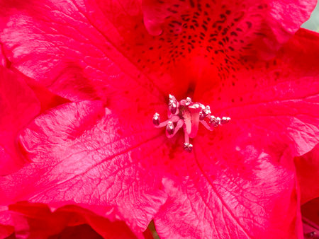 Pacific rhododendron (Rhododendron macrophyllum) is a large-leaved species of Rhododendron native to the Pacific Coast of North America. It is the state flower of Washington.の写真素材