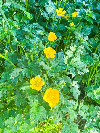 Vibrant yellow buttercups (Ranunculus) bloom amidst lush green foliage, creating a stunning display of natural beauty.の写真素材