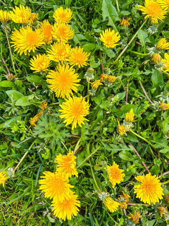 Common dandelion (Taraxacum officinale) is a flowering herbaceous perennial known for its yellow flowers that transform into round balls of silver-tufted fruits, dispersing in the wind.の写真素材