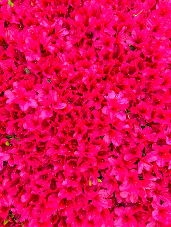 Japanese azalea (Rhododendron japonicum) is decidious shrub growing to 2m. Hardy to zone 5.  Flowers April to May. The flowers are hermaphrodite (have both male and female organs) and are pollinated by insects. The plant prefers light sandy, well-drained but moist soil. It can grow in semi-shade (light woodland) or full sun.の写真素材