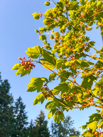 Vine maple (Acer circinatum) is a species of maple native to northwestern North America. Vine maple typically grows as a low-elevation costal tree in temperate areas of high precipitation such as the west coast of Oregon and northern California, as well as the temperate rainforests of Washington and British Columbia.の写真素材