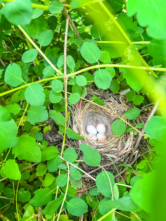 A cozy bird's nest nestled amongst lush green foliage, holding a clutch of speckled eggs, ready for new life.の写真素材