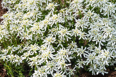 Rock Candytuft (Iberis saxatilis) is a low-growing, spreading, woody-based, shrubby herbaceous perennial.の写真素材