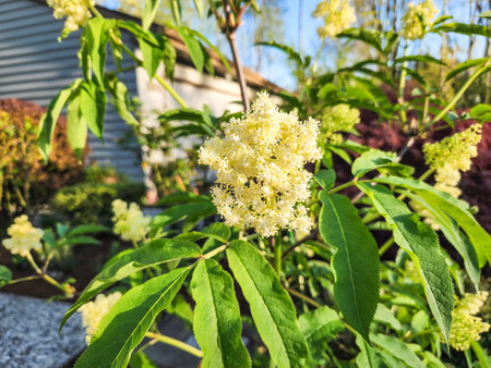 Pacific red elderberry (Sambucus racemosa var. racemosa) occurs in moist to mesic meadows, grasslands, riparian areas, forests, canyons, ditches, and disturbed places in the Pacific Northwest.の写真素材