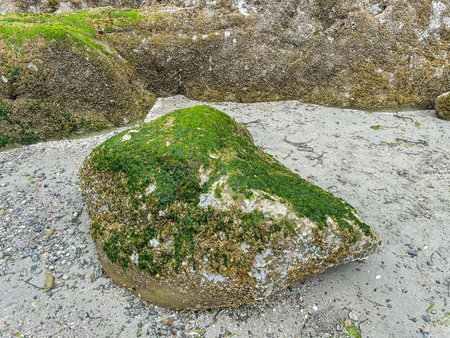 A rock covered in green algae at low tide in Washington State. Barnacles are visible on the rock. The photo was taken near Post Point.の写真素材