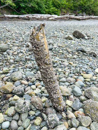 A piece of driftwood covered in barnacles sits among the pebbles on a beachの写真素材
