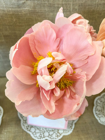 A soft pink peony (Paeonia) in full bloom, showcasing its delicate petals and vibrant yellow stamens, perfect for spring.の写真素材