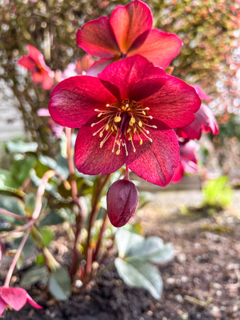 Lenten rose (Helleborus orientalis) is a perennial flowering plant and species of hellebore in the buttercup family, Ranunculacea.の写真素材