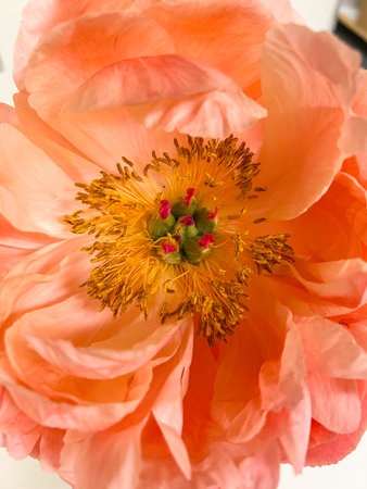 A macro shot captures the delicate beauty of a peach peony (Paeonia) in full bloom, highlighting its intricate stamen and petals.の写真素材