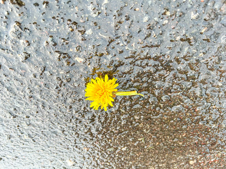 False dandelion (Hypochaeris radicata) is a perennial, low-lying edible herb often found in lawns.の写真素材
