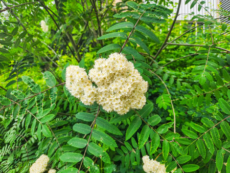 Rowan (Sorbus aucuparia) is a species of deciduous tree or shrub in the rose family.の写真素材