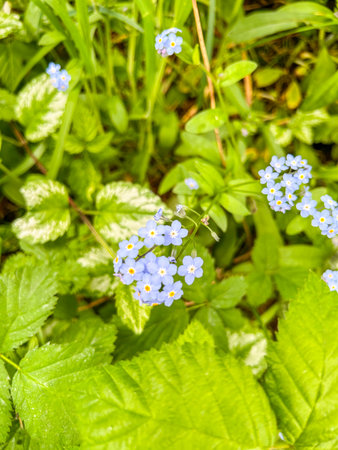 A cluster of vibrant blue Forget-Me-Not flowers among lush green foliage.の写真素材