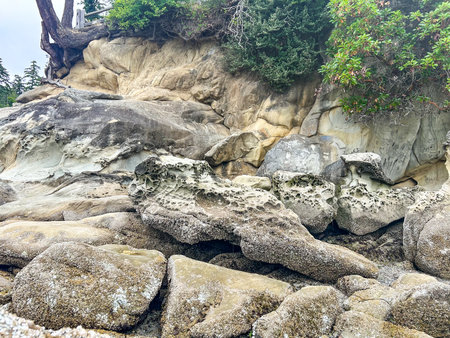 Intricate patterns of weathering and erosion on sandstone rocks at Larrabee State Park, Washington, displaying unique coastal geology and natural beauty.の写真素材