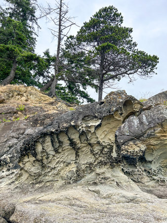Unique erosion patterns on rock formations at San Juan Island, WA. Home to Douglas fir (Pseudotsuga menziesii) and an interesting landscape.の写真素材