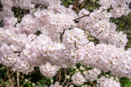 Japanese cherry (Prunus serrulata) is a species of cherry native to Japan, Korea and China and is used for its spring cherry blossom displays and festivals.の写真素材