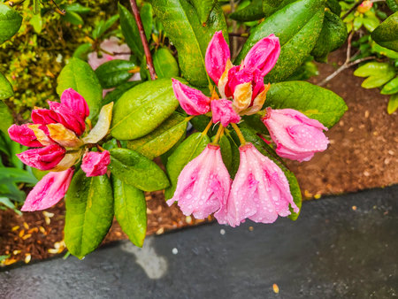 Pacific rhododendron (Rhododendron macrophyllum) is a large-leaved species of Rhododendron native to the Pacific Coast of North America. It is the state flower of Washington.の写真素材