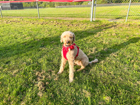 Australian Labradoodle is a mix between the Labrador Retriever, Poodle and Cocker Spaniel.の写真素材