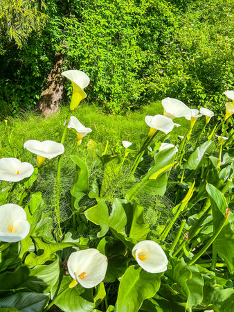 Elegant Calla Lilies (Zantedeschia aethiopica) bloom in a lush garden settingの写真素材