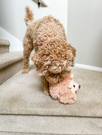 Australian Labradoodle is a mix between the Labrador Retriever, Poodle and Cocker Spaniel.の写真素材