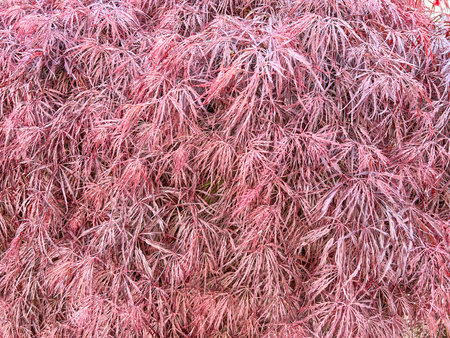 Japanese maple (Acer palmatum) is a species of woody plant native to Japan, China, Korea, eastern Mongolia, and southeast Russia.の写真素材