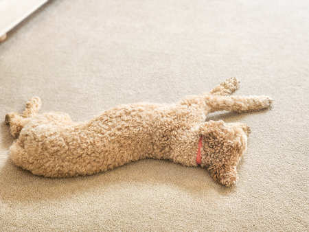 Australian Labradoodle is a mix between the Labrador Retriever, Poodle and Cocker Spaniel.の写真素材
