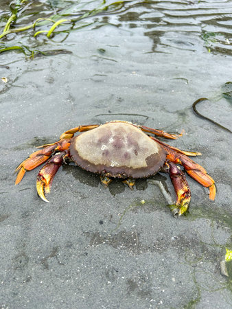 A Dungeness crab (Metacarcinus magister) sits on the wet sand, surrounded by algae at low tide near...