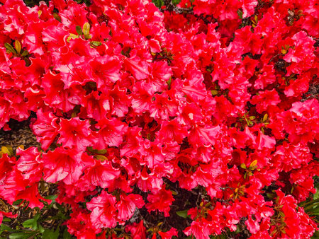 Dense cluster of blooming azaleas. The vivid crimson petals create a lush and vibrant display, perfect for spring!の写真素材