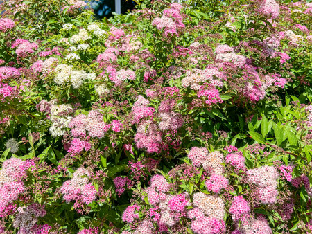 A vibrant spiraea shrub (Spiraea japonica) bursts with pink and white flowers, creating a colorful...