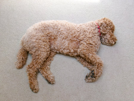 A cute, fluffy doodle (Canis lupus familiaris) takes a nap on a carpet. The dog is wearing a red collar.の写真素材